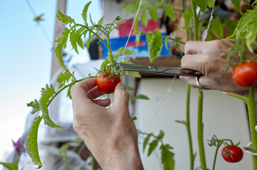 Men's hands harvests cuts the tomato plant with scissors. Farmer man gardening in home greenhouse