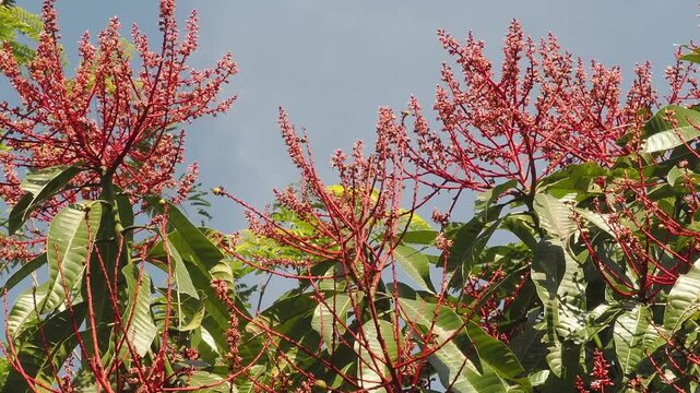 Horse mango  blossoms in season when they bloom red.