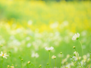 秋の公園や花壇を彩るコスモスのある爽やかな風景。キバナコスモスと白いコスモスのコントラスト。背景。自然風景素材。横構図