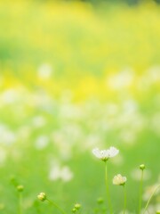 秋の公園や花壇を彩るコスモスのある爽やかな風景。キバナコスモスと白いコスモスのコントラスト。背景。自然風景素材。縦構図