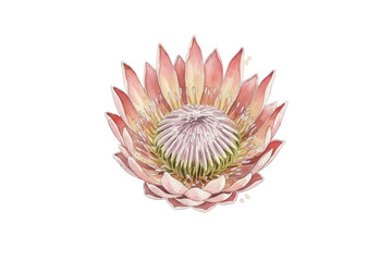 Obraz premium Artistic depiction of a pink protea flower illustration isolated on the dark canvas