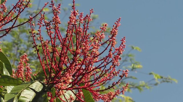Horse mango  blossoms in season when they bloom red.