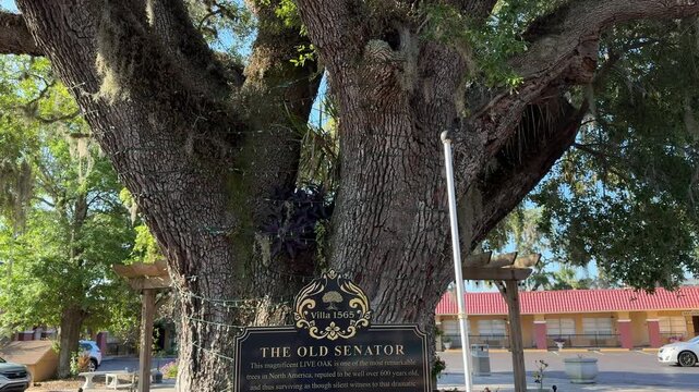 SLOW The "Old Senator" live oak tree is more than 600 years old and continues to grow in the courtyard of Villa 1565, on San Marco AV, a few blocks north of the St. Augustin Historical District, USA.