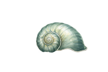 Artistic seashell illustration in shades of green and white, showcasing spiral structure detail