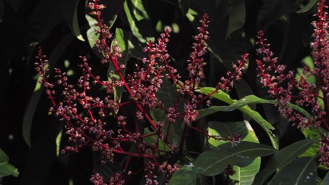 Horse mango  blossoms in season when they bloom red.