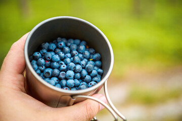 Fresh blueberries in cup during forest walk