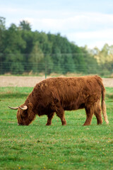 Horned cattle grazing in open field