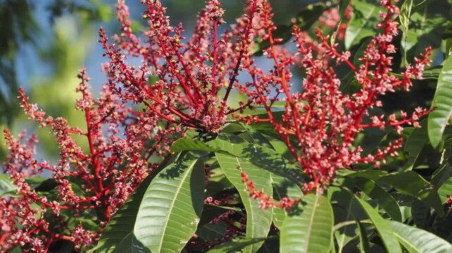 Horse mango  blossoms in season when they bloom red.