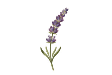 Obraz premium Delicate watercolor illustration of a lavender flower with violet blossoms on a dark surface
