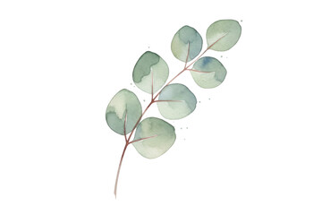 Obraz premium Delicate watercolor illustration of eucalyptus sprig, botanical art for decor, design element