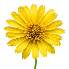 Obraz premium Yellow Crownbeard Bright Wild Bloom On Clean White Background With Radiant Petals And Cheerful Meadow Beauty For Fresh Natural Botanical Still Life And Vibrant Floral Photography
