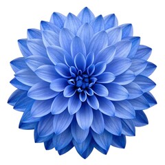 Obraz premium Large Blue Lobelia Bright Purple Blue Bloom On Clean White Background With Delicate Petals And Fresh Garden Charm For Natural Botanical Still Life And Elegant Floral Photography