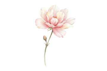 Fototapeta premium Elegant Botanical Illustration Depicting a Delicate Magnolia Bloom in Full Splendor