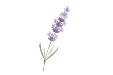 Obraz premium Elegant lavender flower with purple blooms and green leaves on a dark presentation area