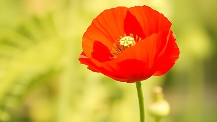 pertinent. A single poppy flower with a prominent green seed pod, swaying gently in soft focus. gardening catalogs, home-decor guides, designed for gardening and botanical catalogs.