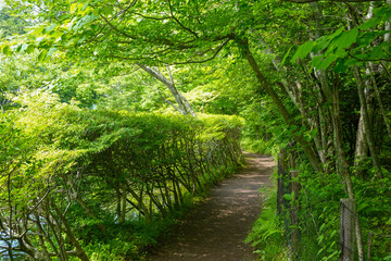 Obraz premium A Peaceful Walk Through the Green Tunnel