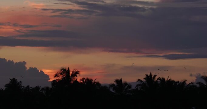 Palm Tree Silhouettes at Dusk in Sri Lanka