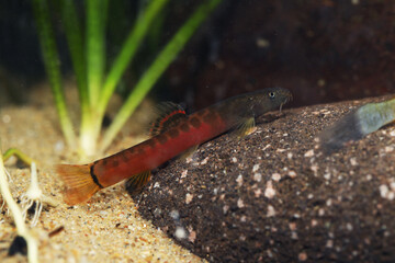 Crimson loach (Schistura sp.) from Kerala Southern India 