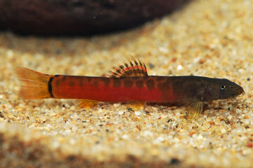 Crimson loach (Schistura sp.) from Kerala Southern India