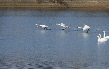 白鳥が飛び立つ瞬間