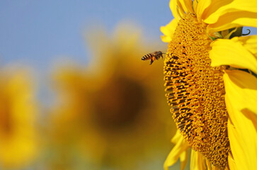 Closeup of a honey bee approaching to a full bloom Sunflower for collecting nectar