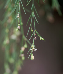 Delicate white flowers and slender green leaves of Plocama pendula hanging gracefully against a soft, dark background. Photo taken in Tenerife, Canary Islands, Spain