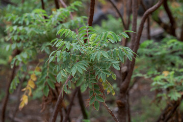 Bencomia caudata, a shrub native to the Canary Islands, characterized by pinnate leaves with serrated edges. Photo taken in Tenerife, Canary Islands, Spain