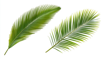 Obraz premium tropical palm leaves isolated on white background.
