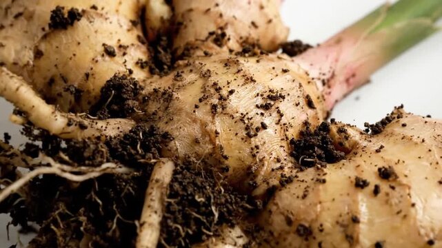 A captivating close-up shot reveals fresh, raw ginger roots still partially coated with rich, dark soil, highlighting their natural, earthy origins. The intricate textures of the pale, knobby rhizomes