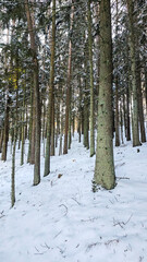 Serene Snow-Covered Forest Trail