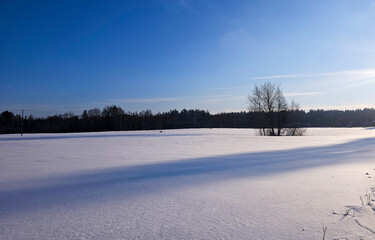 Vast Snowfield, Blue Sky, Forest Edge