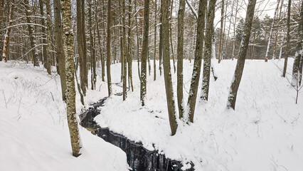 Tranquil Winter Woods with Flowing Stream