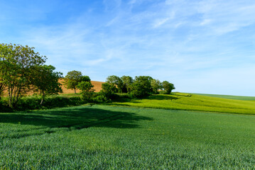 Sweeping green fields with scattered trees and gentle hills bask in bright sunlight near Cuncy les Varzy, set beneath a clear blue sky. The landscape features vibrant textures and a peaceful rural