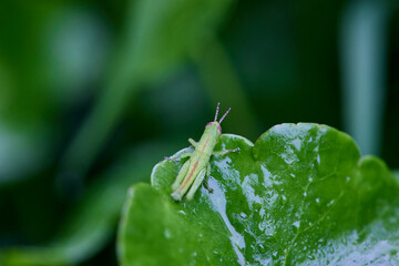 grasshopper on the wet leaf