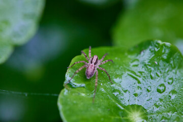 Spider on a wet leaf