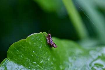 grasshopper on the wet leaf