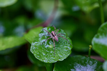 Spider on a wet leaf