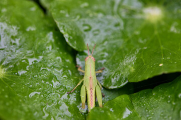 grasshopper on the wet leaf