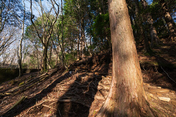 Fototapeta premium Climbing Mount Amagi, Shizuoka, Japan