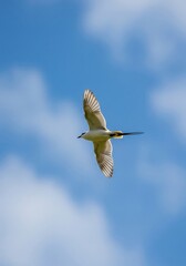 Obraz premium Striking Bird Flying Through Blue Sky with White Clouds