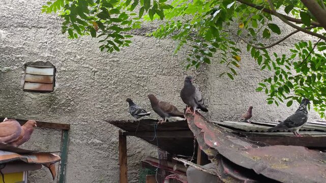 Flock of pigeons perched on old corrugated metal roof coop. Birds taking off and flying away in urban backyard garden with tree leaves foreground.
