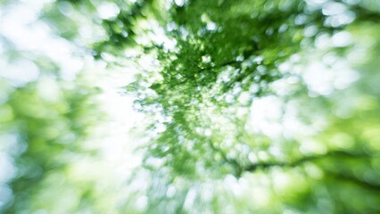 Sunlight filtering through tree canopy
