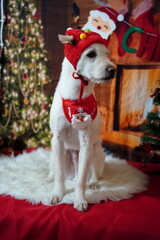 Adorable white dog posing for Christmas holiday photo in festive studio