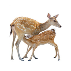 Young roe deer fawn and wild buck standing on white background, a brown mammal wildlife animal isolated for nature design