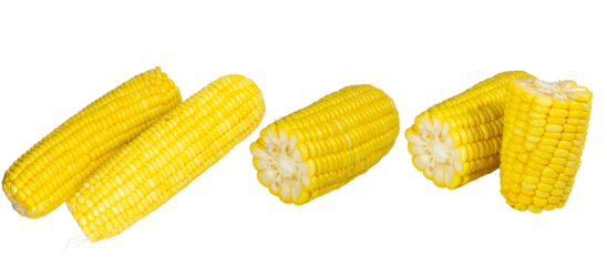 Fresh organic sweetcorn on the cob isolated on a white background featuring ripe yellow grains and green husk as a healthy raw vegetarian food ingredient