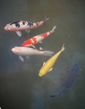 Five Koi