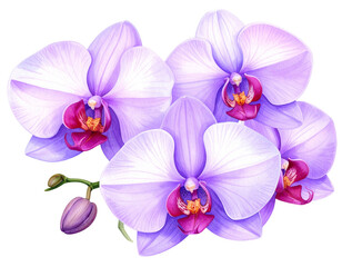 A watercolor illustration of purple orchid flowers isolated on transparent background