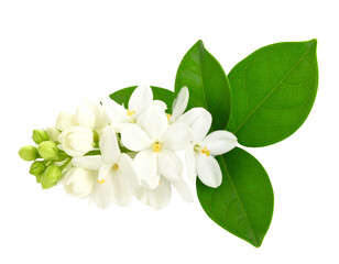 Fototapeta premium Beautiful Jasmin flower bunch with leaves on an isolated background top view