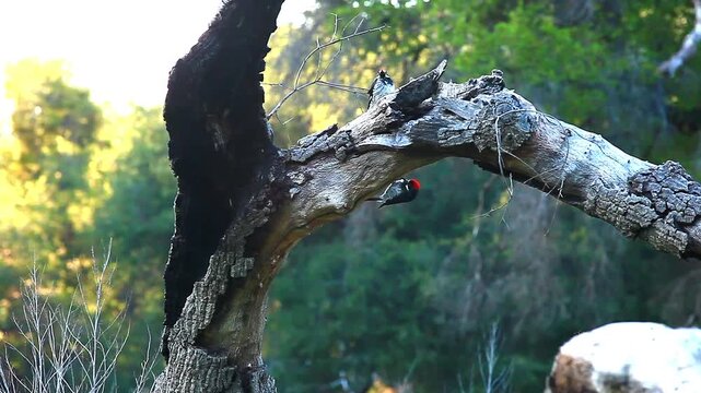a video of Two woodpecker birds at Placerita State Park
California