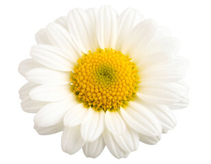 A beautiful white daisy flower with a yellow center center on an isolated background 